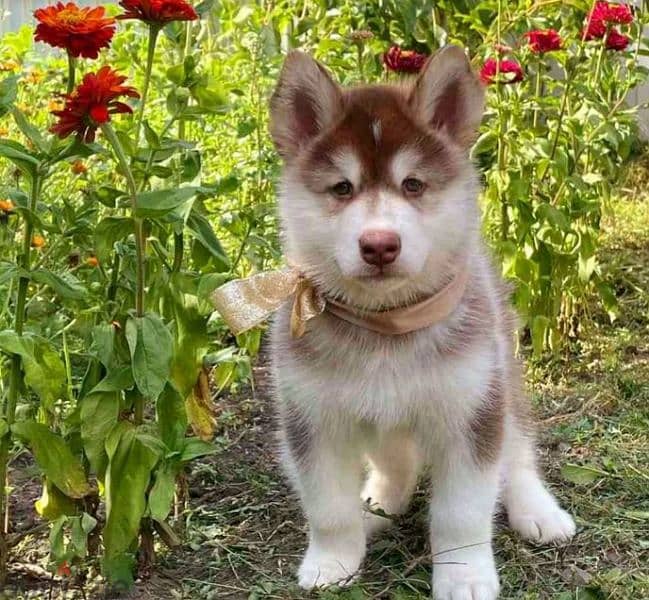 Alaskan malamute puppies females from Russia 0