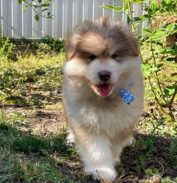 Alaskan malamute puppies females from Russia 1