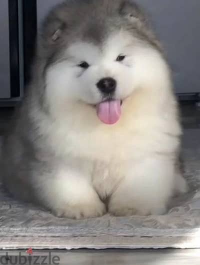 Alaskan malamute from china