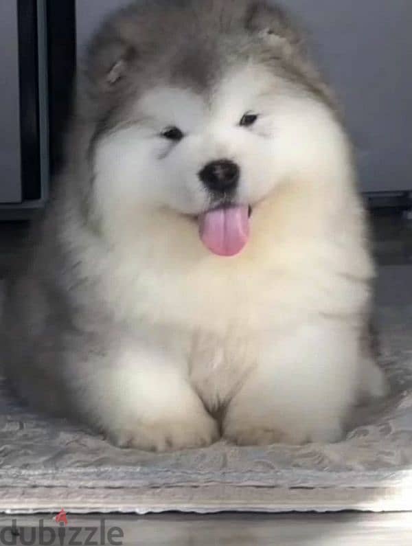 Alaskan malamute from china 0