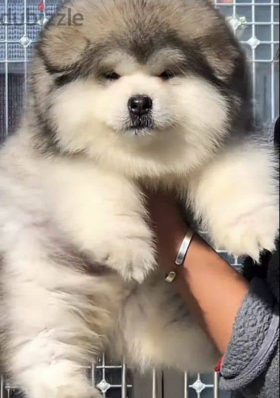 Alaskan malamute from china 2