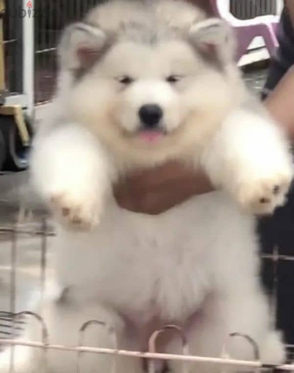 Alaskan malamute from china 3