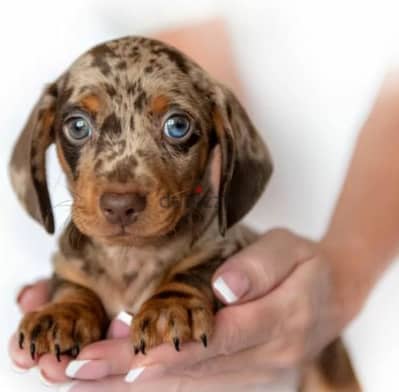 Dachshund coffee marble from Russia