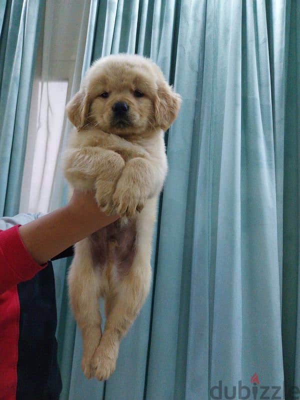 Golden retriever puppies high premium quality long hair جولدن ريتريفير 1