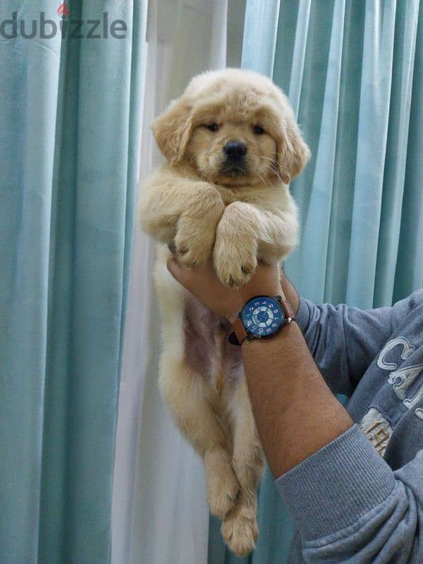 Golden retriever puppies high premium quality long hair جولدن ريتريفير 2