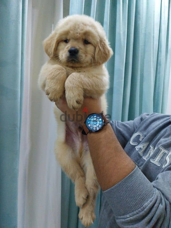 Golden retriever puppies high premium quality long hair جولدن ريتريفير 3