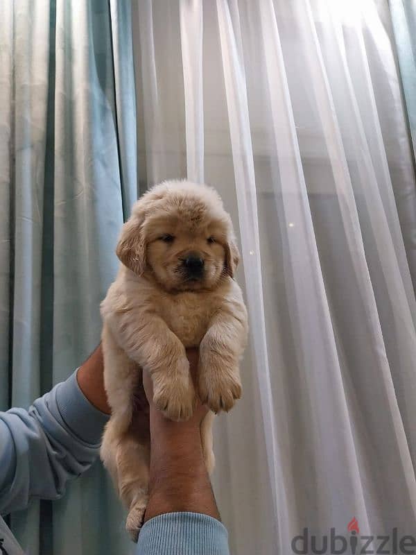 Golden retriever puppies high premium quality long hair جولدن ريتريفير 4