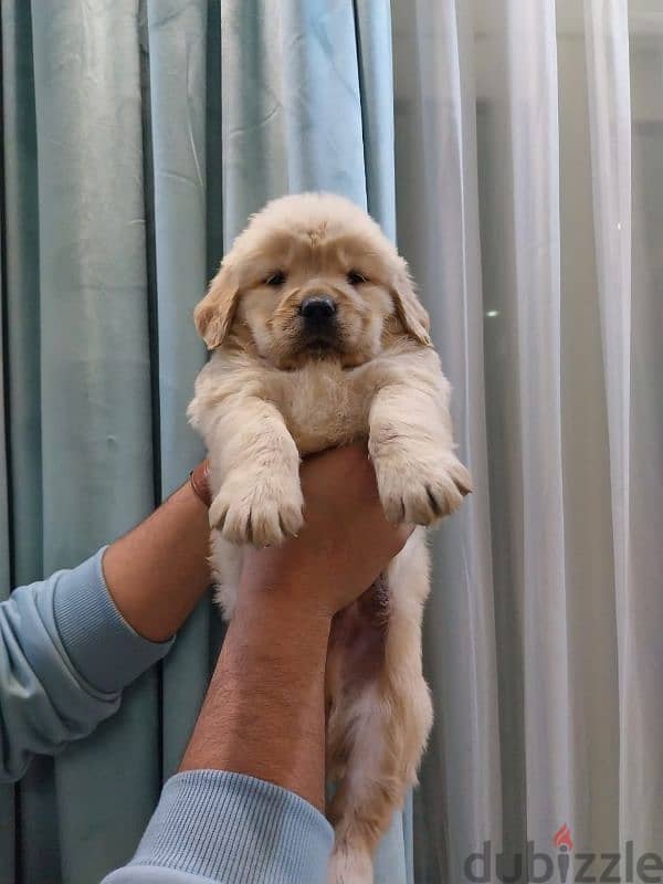 Golden retriever puppies high premium quality long hair جولدن ريتريفير 5