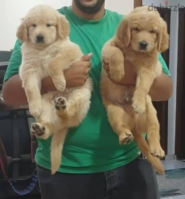 Golden retriever puppies high premium quality long hair جولدن ريتريفير 6