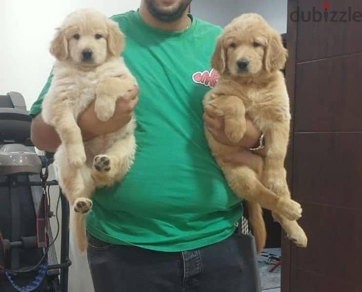 Golden retriever puppies high premium quality long hair جولدن ريتريفير 7