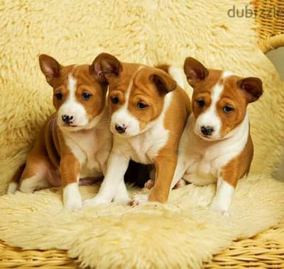 Basenji puppy female From Russia