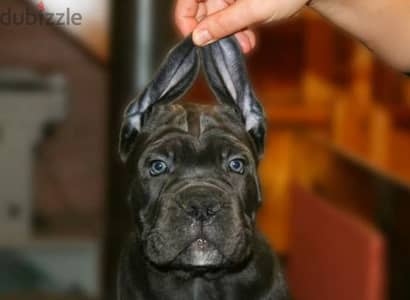 Cane Cosro gray puppy Male from Russia