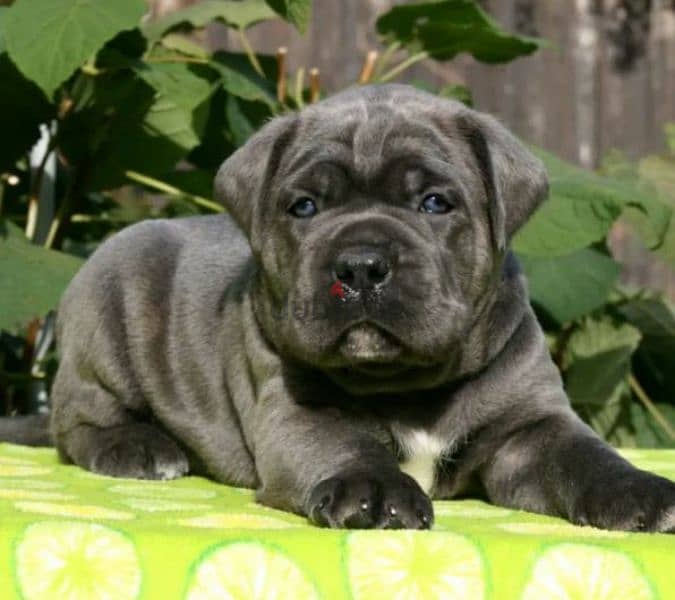 Cane Cosro gray puppy Male from Russia 1