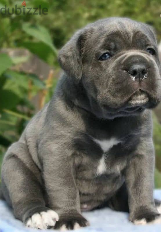 Cane Cosro gray puppy Male from Russia 2