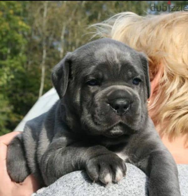 Cane Cosro gray puppy Male from Russia 3