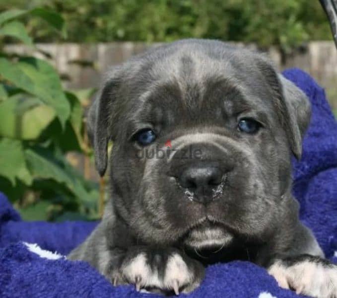 Cane Cosro gray puppy Male from Russia 4