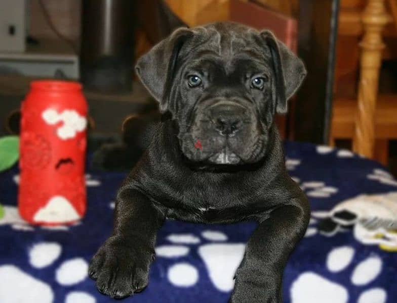 Cane Cosro gray puppy Male from Russia 5