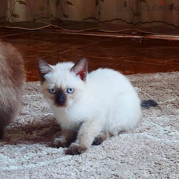 Seal point Traditional Apple-head siamese 8