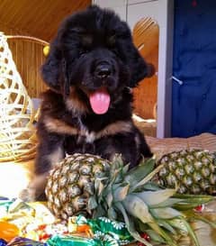 Tibetan mastiff puppies boys from Russia 0