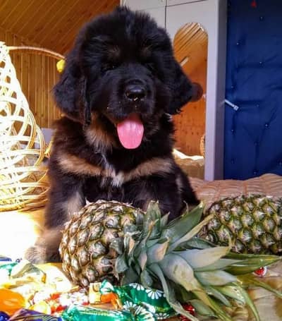 Tibetan mastiff puppies boys from Russia