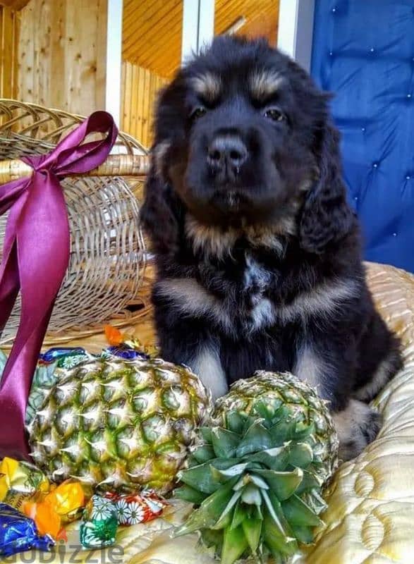 Tibetan mastiff puppies boys from Russia 1