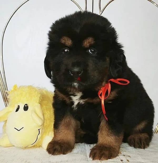 Tibetan mastiff puppies boys from Russia 2