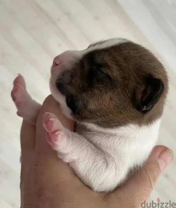 Basenji puppies From Russia 0