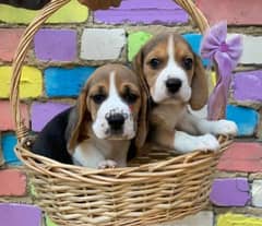 Beagle two girls with pedigree from Russia 0