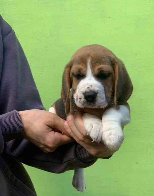 Beagle two girls with pedigree from Russia 2