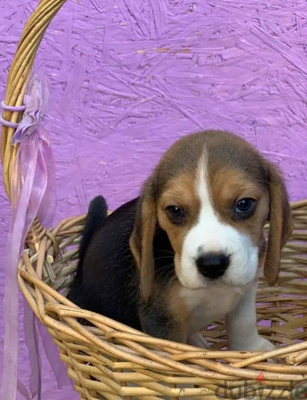 Beagle two girls with pedigree from Russia 4