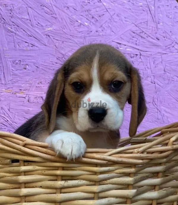 Beagle two girls with pedigree from Russia 5