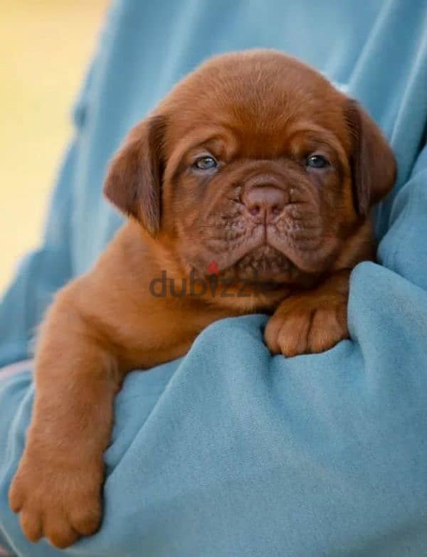 French mastiff puppy female From Russia 0