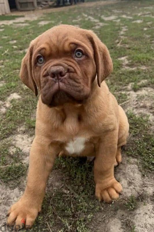 French mastiff puppy female From Russia 1