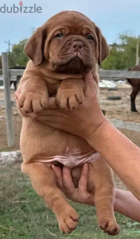 French mastiff puppy female From Russia 2