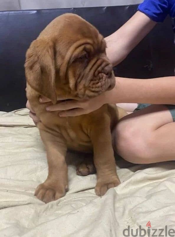 French mastiff puppy female From Russia 3