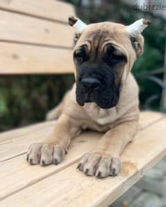 beautiful bright red haired cane Corso female From Russia 0