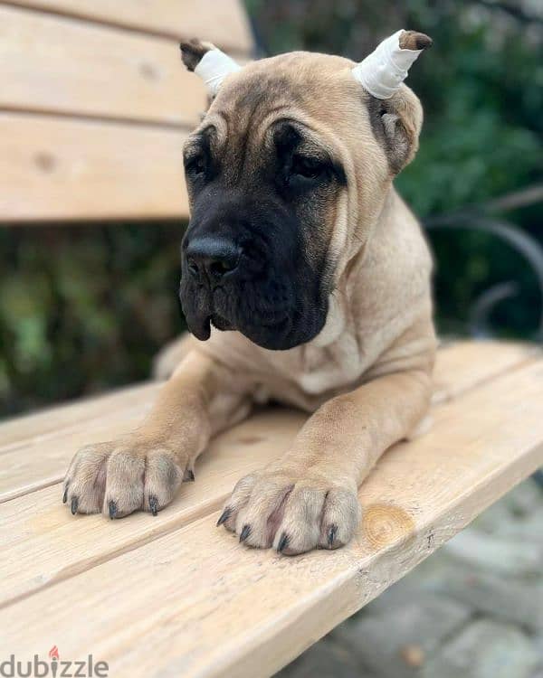 beautiful bright red haired cane Corso female From Russia 2