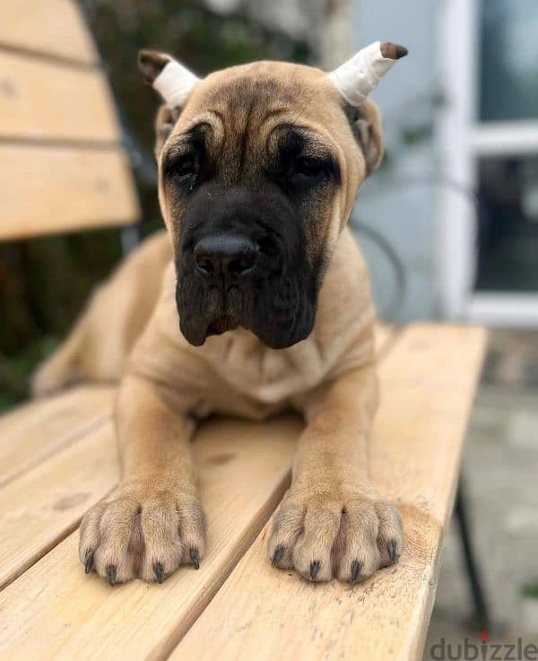 beautiful bright red haired cane Corso female From Russia 3