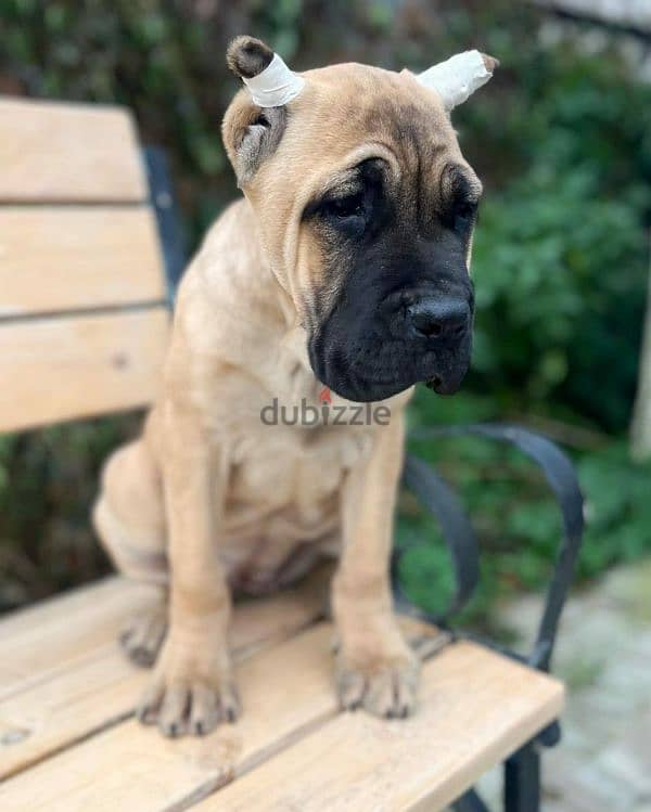 beautiful bright red haired cane Corso female From Russia 4