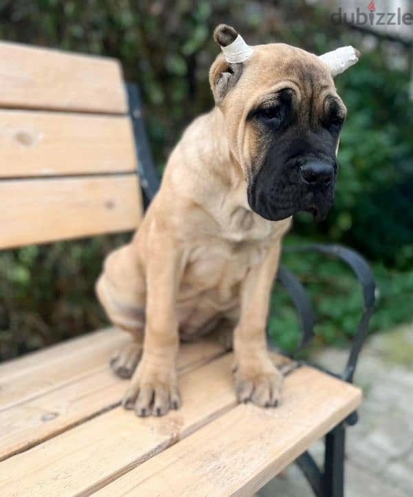 beautiful bright red haired cane Corso female From Russia 5