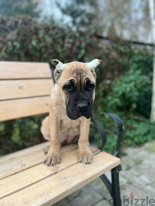 beautiful bright red haired cane Corso female From Russia 6