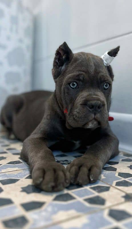 cane Corso female puppy from Russia grey color 0