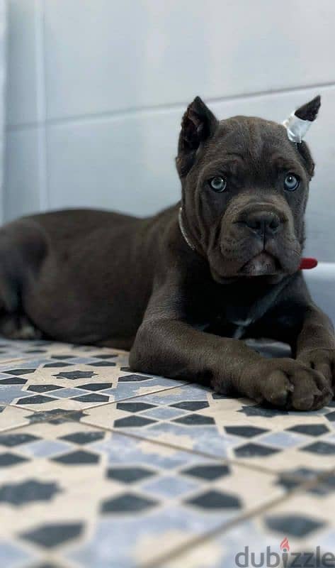 cane Corso female puppy from Russia grey color 1