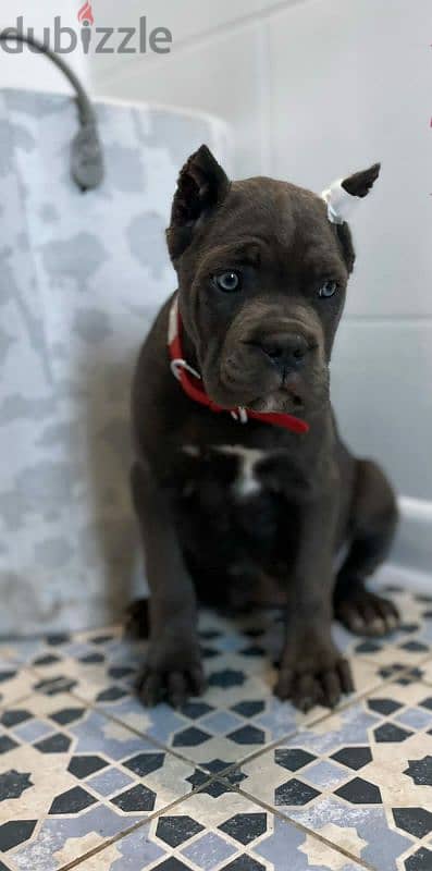 cane Corso female puppy from Russia grey color 2