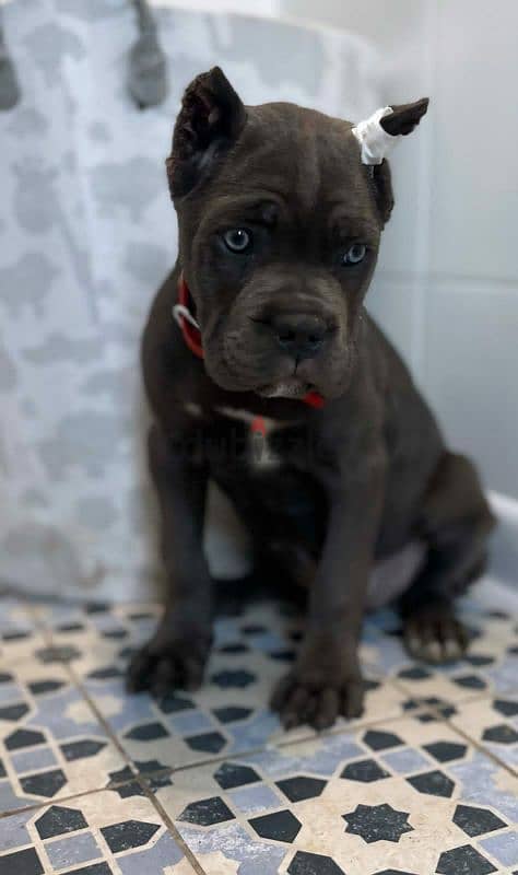 cane Corso female puppy from Russia grey color 3