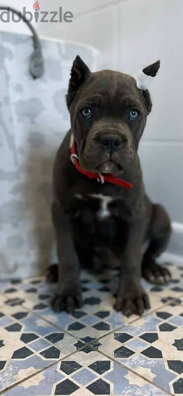 cane Corso female puppy from Russia grey color 4