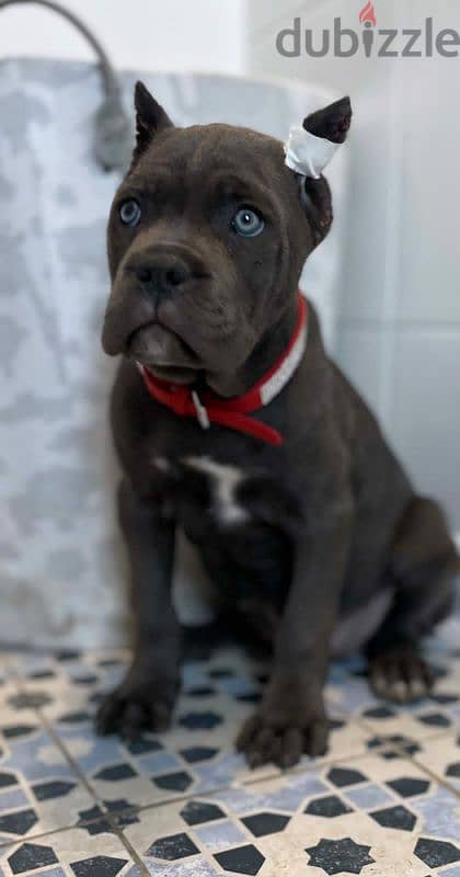 cane Corso female puppy from Russia grey color 5