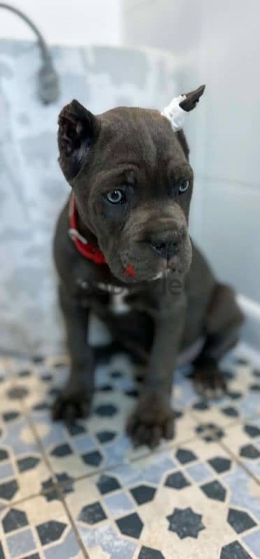 cane Corso female puppy from Russia grey color 6