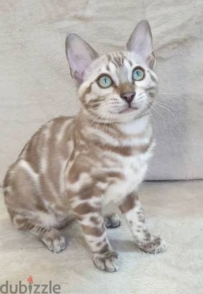 Kitten female Bengal mink from Russia