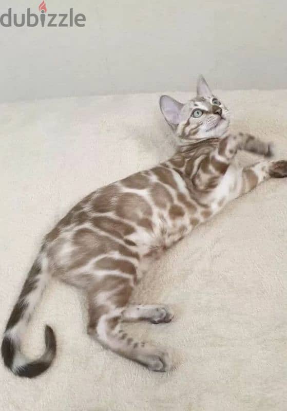 Kitten female Bengal mink from Russia 1